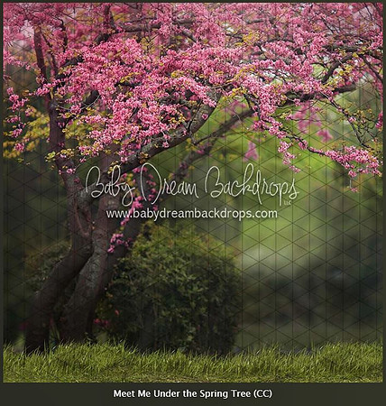 D7- Meet Me Under the Spring Tree
